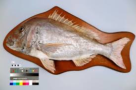 Image result for Pagrus auratus