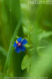 Attēlu rezultāti vaicājumam “Anagallis arvensis flower”