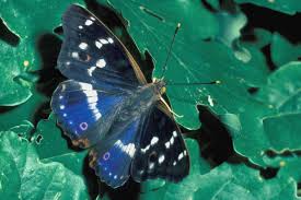 Attēlu rezultāti vaicājumam “Apatura ilia”