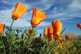 Attēlu rezultāti vaicājumam “Eschscholzia californica flower”