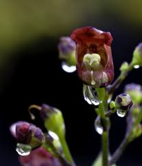 Attēlu rezultāti vaicājumam “Scrophularia umbrosa flower”