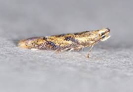 Attēlu rezultāti vaicājumam “Tischeriidae”