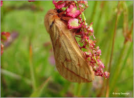 Attēlu rezultāti vaicājumam “Hepialus humuli female”