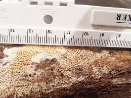 Attēlu rezultāti vaicājumam “Amaurochaete fusiformis spores”