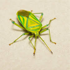 Attēlu rezultāti vaicājumam “Miridae”