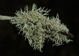 Attēlu rezultāti vaicājumam “Evernia mesomorpha”