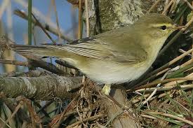 Attēlu rezultāti vaicājumam “Phylloscopus trochilus”