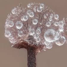 Attēlu rezultāti vaicājumam “Lamproderma violaceum”