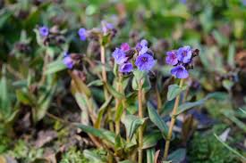 Attēlu rezultāti vaicājumam “Pulmonaria angustifolia flower”