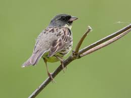 Image result for Emberiza spodocephala