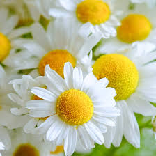 Attēlu rezultāti vaicājumam “Matricaria chamomilla”