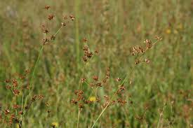 Attēlu rezultāti vaicājumam “Juncus squarrosus fruit”