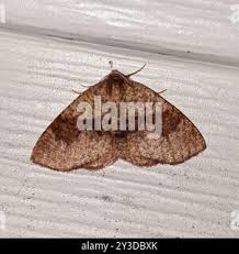 Attēlu rezultāti vaicājumam “Plagodis pulveraria”