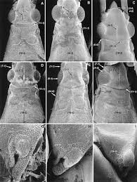 Attēlu rezultāti vaicājumam “Alloeotomus sp.”