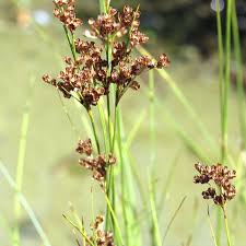 Attēlu rezultāti vaicājumam “Juncus compressus”