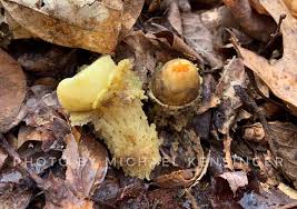 Attēlu rezultāti vaicājumam “Hemitrichia lutescens sessile”