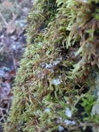 Attēlu rezultāti vaicājumam “Isothecium alopecuroides”