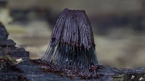 Attēlu rezultāti vaicājumam “Stemonitis pallida”