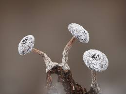 Attēlu rezultāti vaicājumam “Didymium xanthopus spores”