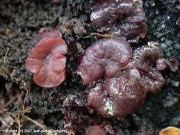 Attēlu rezultāti vaicājumam “Ascocoryne cylichnium”