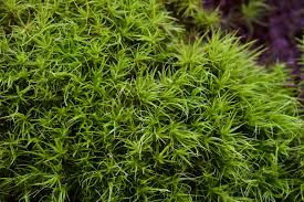 Attēlu rezultāti vaicājumam “Dicranum viride”