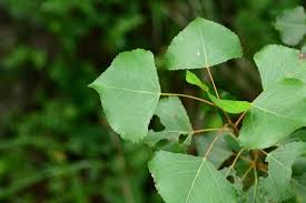 Attēlu rezultāti vaicājumam “Populus nigra leaf”