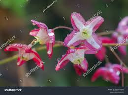 Attēlu rezultāti vaicājumam “Trichophorum alpinum fruit”