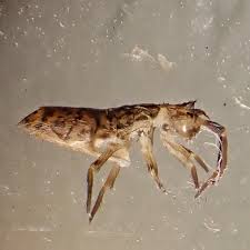 Attēlu rezultāti vaicājumam “Orchesella sp.”