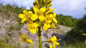 Attēlu rezultāti vaicājumam “Barbarea vulgaris subsp. arcuata fruit”