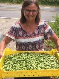 Attēlu rezultāti vaicājumam “Actinidia kolomikta fruit”