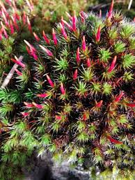 Attēlu rezultāti vaicājumam “Polytrichum piliferum”