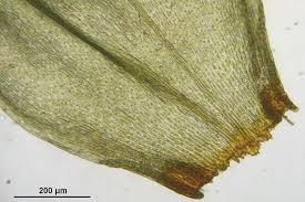 Attēlu rezultāti vaicājumam “Pleurozium schreberi”