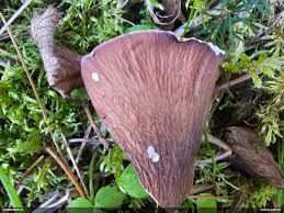 Attēlu rezultāti vaicājumam “Ophiotheca chrysosperma sessile”