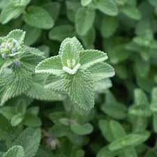 Attēlu rezultāti vaicājumam “Nepeta x faassenii leaf”