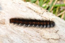 Attēlu rezultāti vaicājumam “Macrothylacia rubi larva”