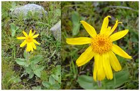 Attēlu rezultāti vaicājumam “Arnica montana”