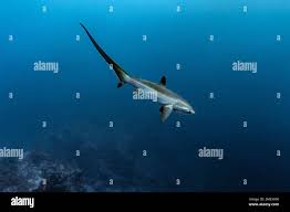 Image result for Alopias pelagicus