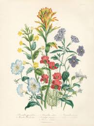 Image result for Alonsoa linearis