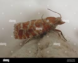 Attēlu rezultāti vaicājumam “Rhyacionia pinicolana”