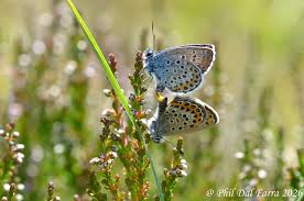 Attēlu rezultāti vaicājumam “Plebejus argus / Plebejus idas”