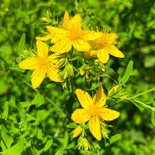 Attēlu rezultāti vaicājumam “Hypericum perforatum”