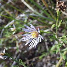 Attēlu rezultāti vaicājumam “Symphyotrichum x salignum flower”