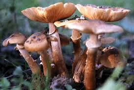 Attēlu rezultāti vaicājumam “Armillaria sp.”