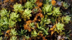 Attēlu rezultāti vaicājumam “Encalypta streptocarpa”