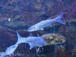 Image result for Chelon ramada