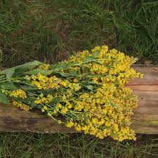 Image result for Solidago virgaurea