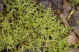 Attēlu rezultāti vaicājumam “Brachythecium rivulare”