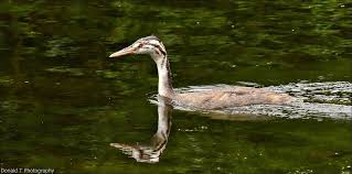 Attēlu rezultāti vaicājumam “Podiceps cristatus juvenile”