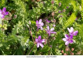 Attēlu rezultāti vaicājumam “Erodium cicutarium”