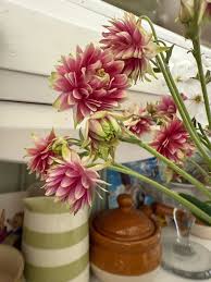 Image result for Aquilegia vulgaris `Nora Barlow`